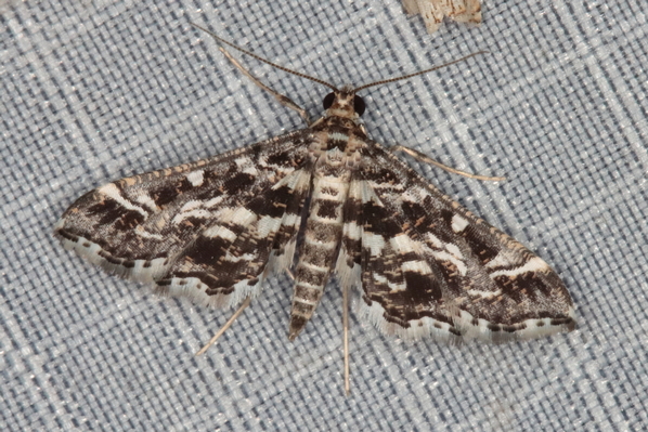 /filer/webapps/moths/media/images/R/ramburialis_Diasemiopsis_A_Heyns_02.JPG