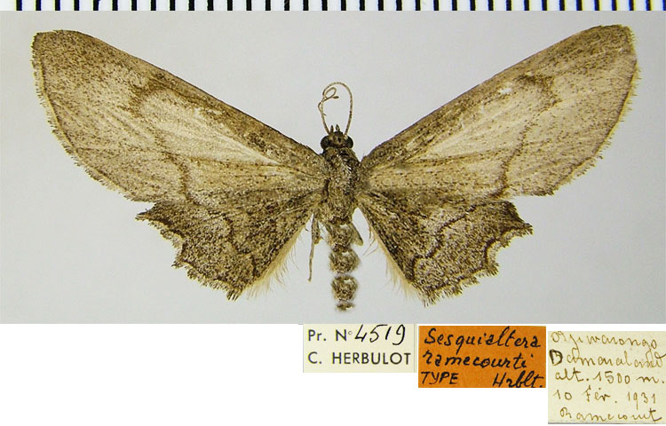 /filer/webapps/moths/media/images/R/ramecourti_Sesquialtera_HT_ZSMa.jpg