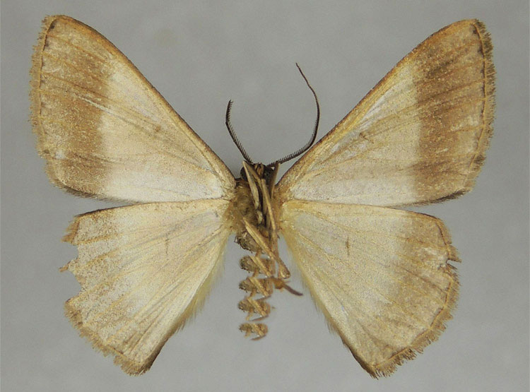 /filer/webapps/moths/media/images/R/ramificata_Pycnostega_HT_ZSMb.jpg