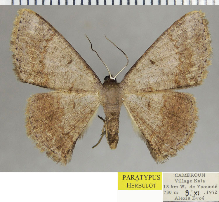 /filer/webapps/moths/media/images/R/ramificata_Pycnostega_PTF_ZSM.jpg