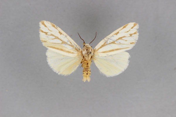 /filer/webapps/moths/media/images/R/ramosa_Paralacydes_HT_BMNH.jpg