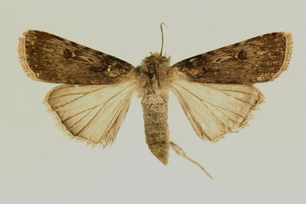/filer/webapps/moths/media/images/R/ranavalo_Agrotis_AF_RMCA.jpg
