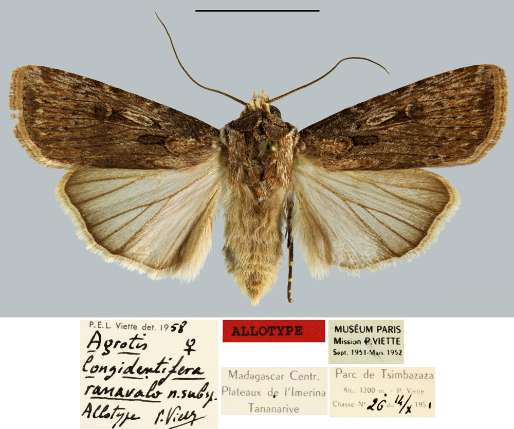 /filer/webapps/moths/media/images/R/ranavalo_Agrotis_AT_MNHN.jpg