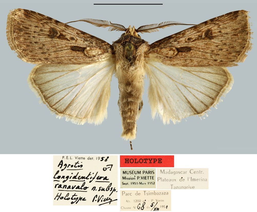 /filer/webapps/moths/media/images/R/ranavalo_Agrotis_HT_MNHN.jpg