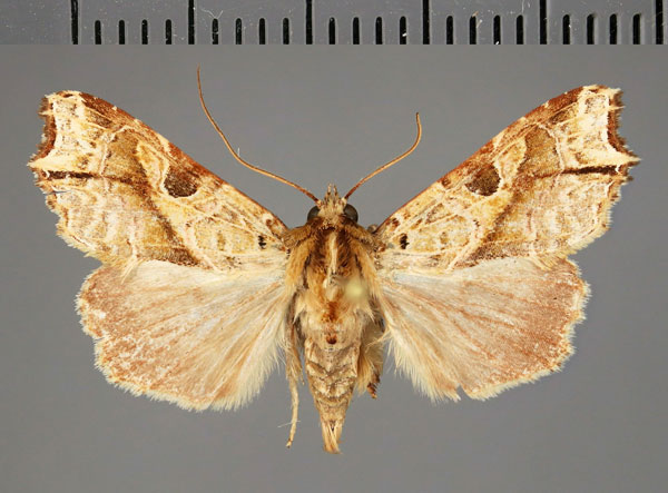 /filer/webapps/moths/media/images/R/randimbyi_Callopistria_AM_Fiebig.jpg