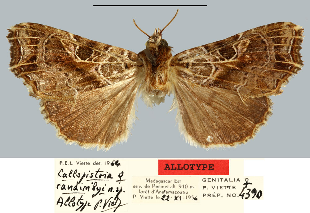 /filer/webapps/moths/media/images/R/randimbyi_Callopistria_AT_MNHN.jpg