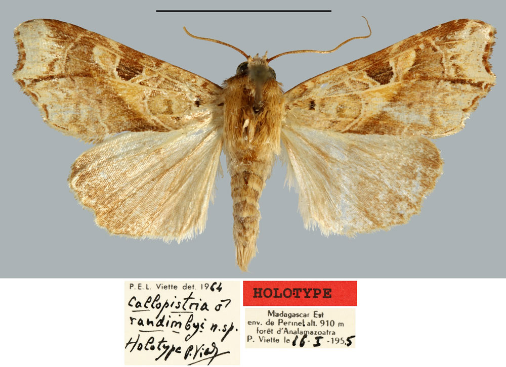 /filer/webapps/moths/media/images/R/randimbyi_Callopistria_HT_MNHN.jpg