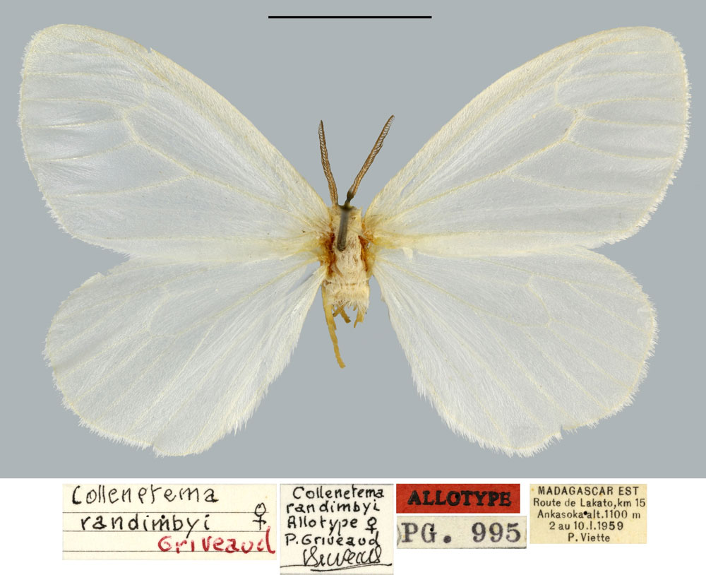 /filer/webapps/moths/media/images/R/randimbyi_Collenettema_AT_MNHN.jpg