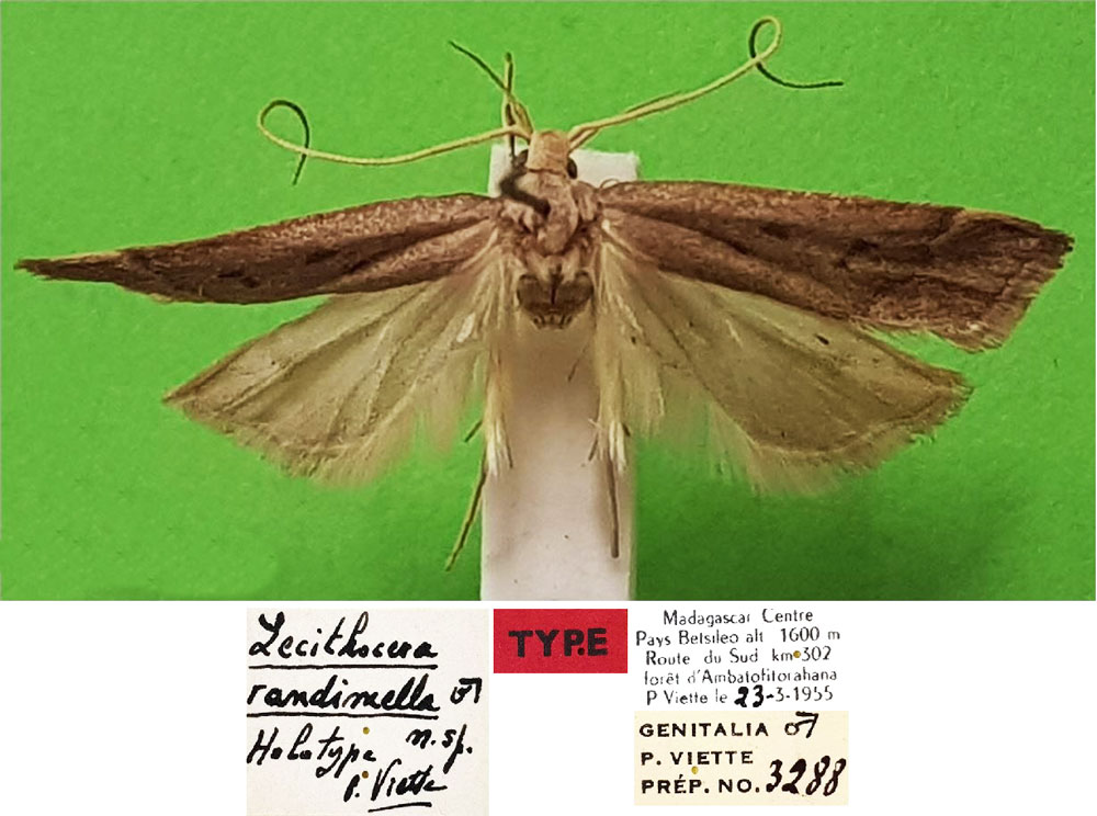 /filer/webapps/moths/media/images/R/randimella_Lecithocera_HT_MNHN.jpg