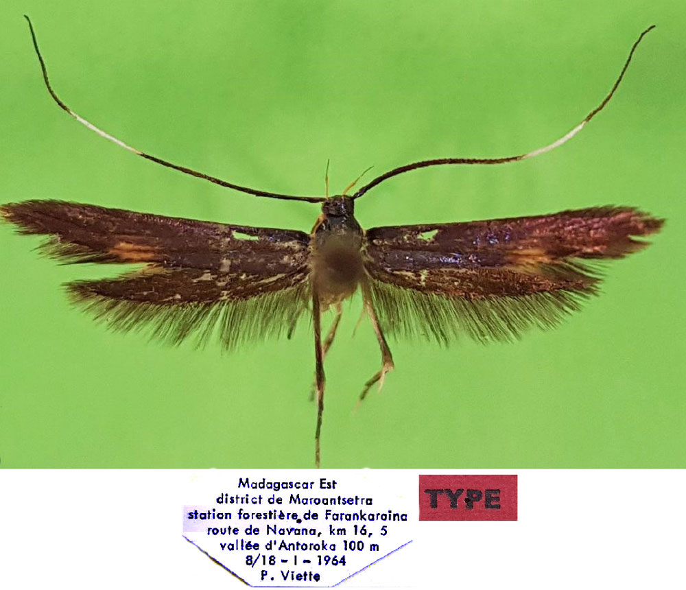 /filer/webapps/moths/media/images/R/ranovaloella_Lecithocera_HT_MNHN.jpg