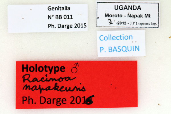 /filer/webapps/moths/media/images/R/rapakensis_Racinoa_HT_Basquinl.jpg