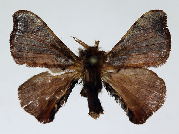 /filer/webapps/moths/media/images/R/rapakensis_Racinoa_PT_Basquin.jpg