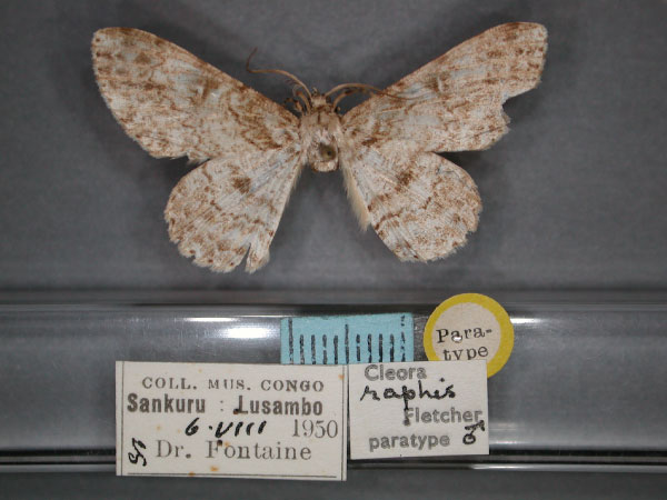 /filer/webapps/moths/media/images/R/raphis_Cleora_PT_RMCA_01.jpg