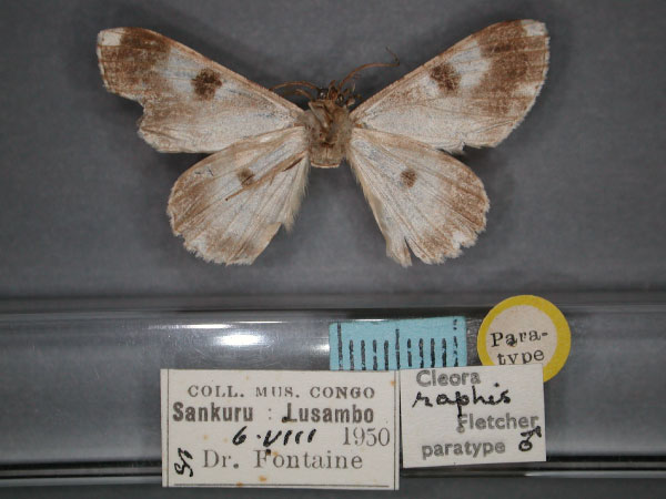 /filer/webapps/moths/media/images/R/raphis_Cleora_PT_RMCA_02.jpg