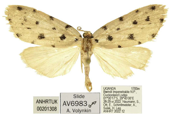 /filer/webapps/moths/media/images/R/rarita_Siccia_AM_ANHRT_01.jpg
