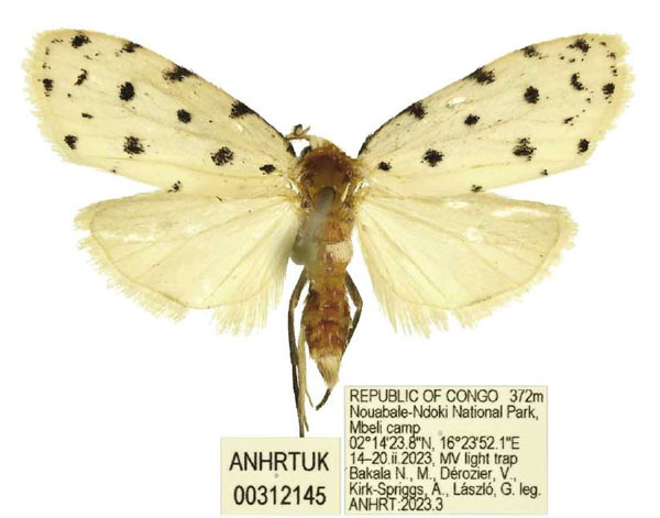 /filer/webapps/moths/media/images/R/rarita_Siccia_AM_ANHRT_02.jpg