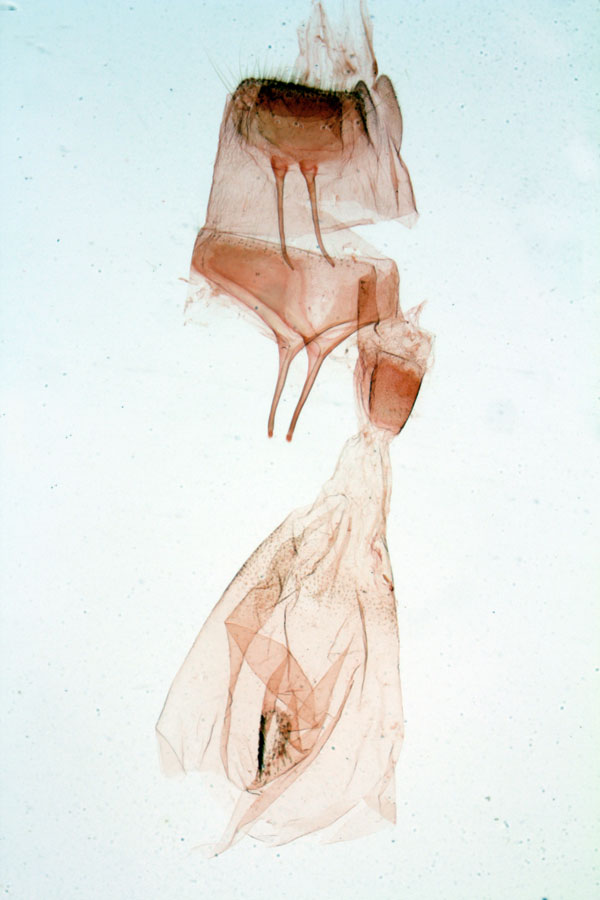 /filer/webapps/moths/media/images/R/rationalis_Dichromia_GFHT_MNHN_2900.jpg