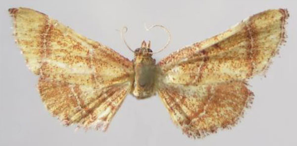 /filer/webapps/moths/media/images/R/ratovosonalis_Zitha_PTF_MNHN.jpg