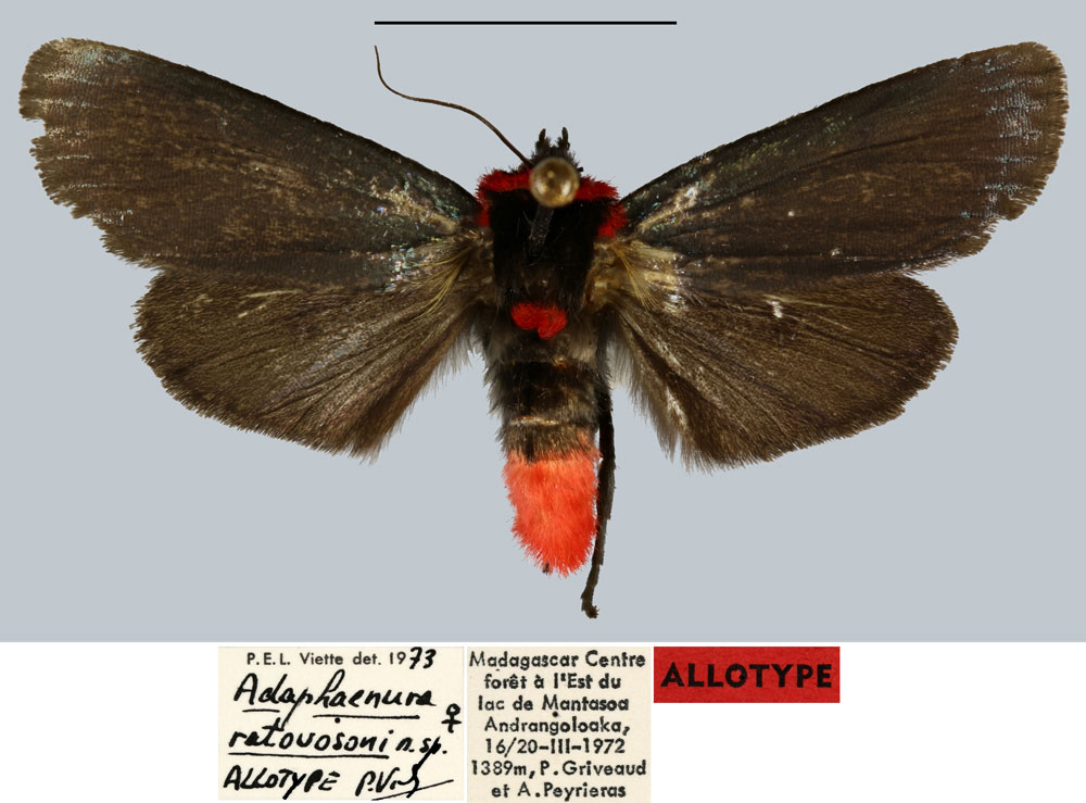 /filer/webapps/moths/media/images/R/ratovosoni_Adaphaenura_AT_MNHNa.jpg