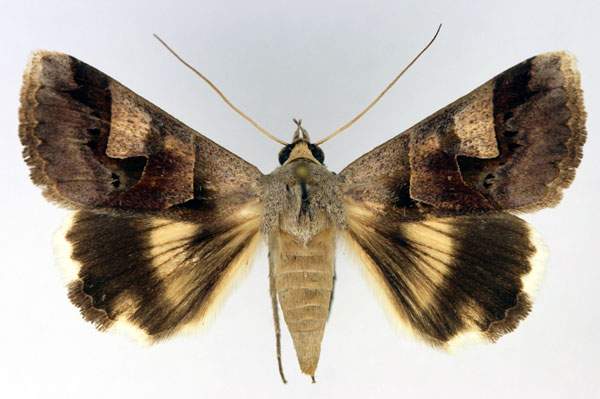 /filer/webapps/moths/media/images/R/ratovosoni_Cerocala_AF_Aulombard.jpg