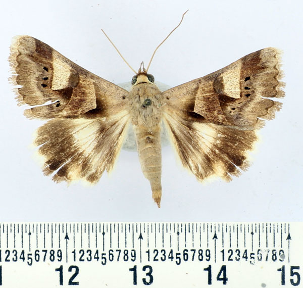 /filer/webapps/moths/media/images/R/ratovosoni_Cerocala_AF_BMNH.jpg