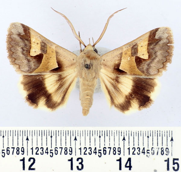 /filer/webapps/moths/media/images/R/ratovosoni_Cerocala_AM_BMNH.jpg