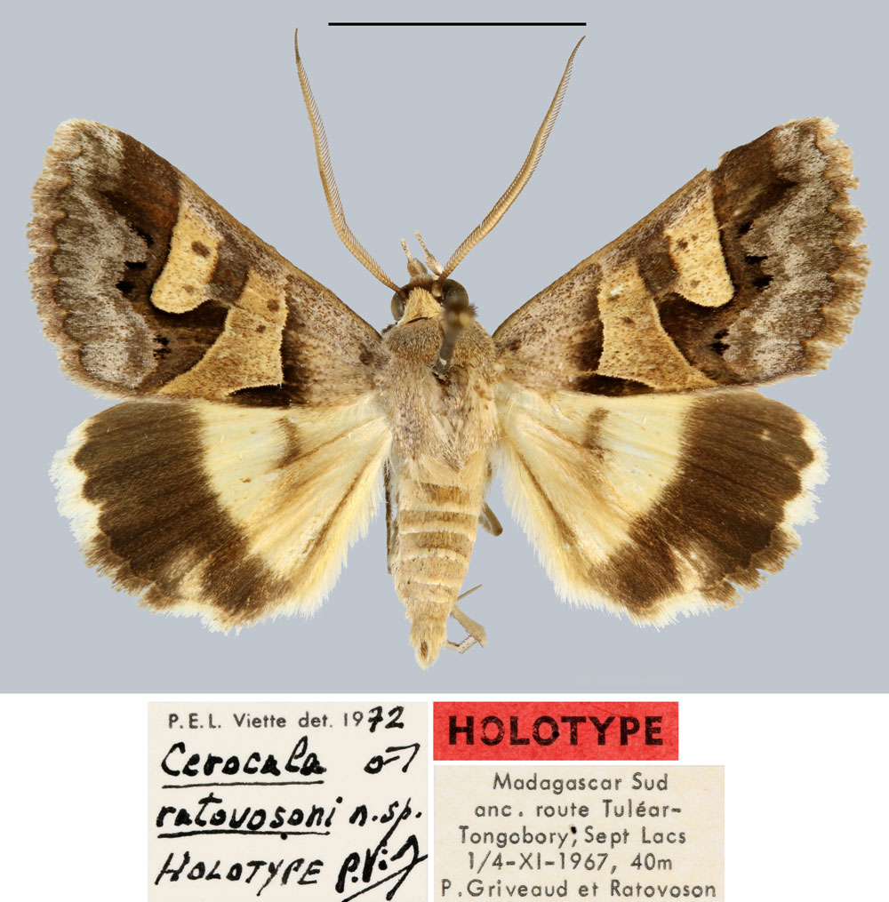 /filer/webapps/moths/media/images/R/ratovosoni_Cerocala_HT_MNHN.jpg