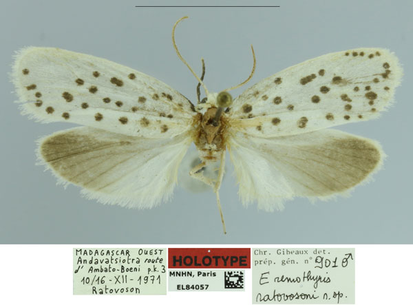 /filer/webapps/moths/media/images/R/ratovosoni_Eremothyris_HT_MNHN.jpg