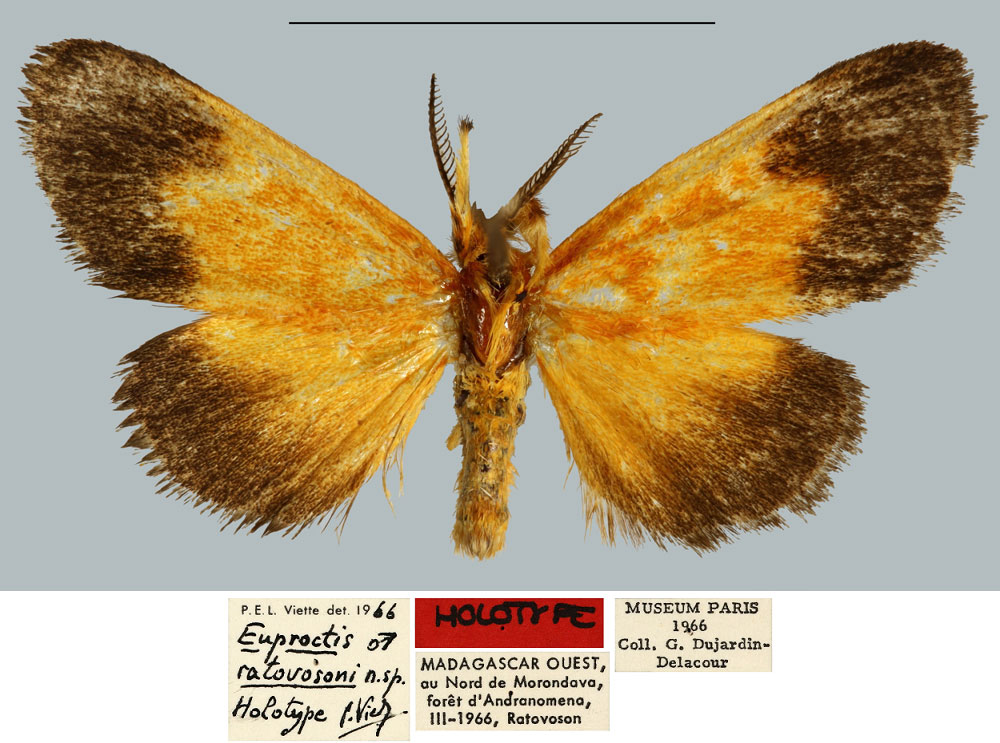 /filer/webapps/moths/media/images/R/ratovosoni_Euproctis_HT_MNHN.jpg