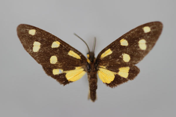 /filer/webapps/moths/media/images/R/ratovosoni_Thyrosticta_A_BMNH.jpg
