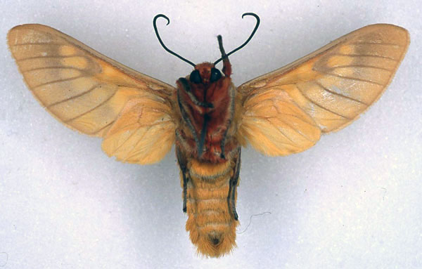 /filer/webapps/moths/media/images/R/rattrayi_Balacra_ST_BMNH_02.jpg