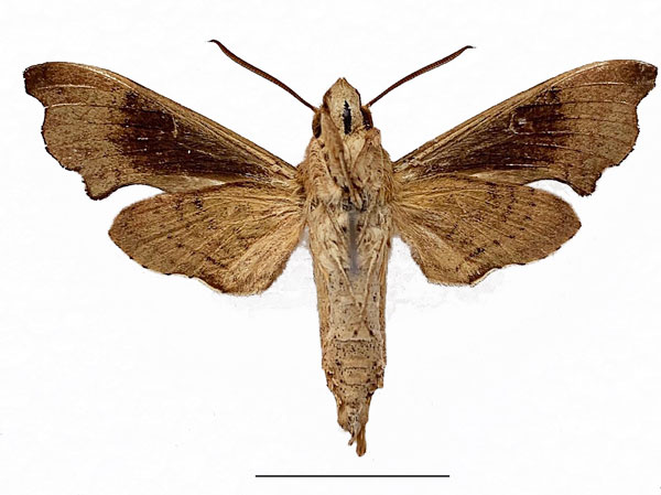 /filer/webapps/moths/media/images/R/rattrayi_Temnora_AM_Basquinb.jpg