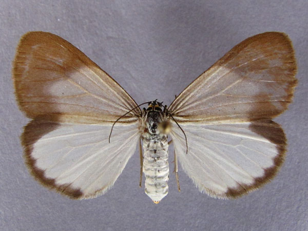/filer/webapps/moths/media/images/R/rattrayi_Xylecata_A_Baron.jpg