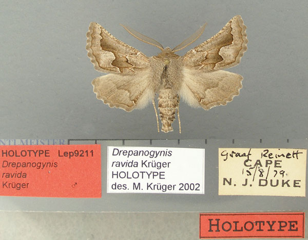 /filer/webapps/moths/media/images/R/ravida_Drepanogynis_HT_TMSA.jpg
