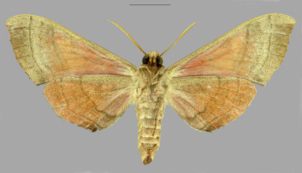 /filer/webapps/moths/media/images/R/rawlinsi_Rufoclanis_HT_CMNHb.jpg