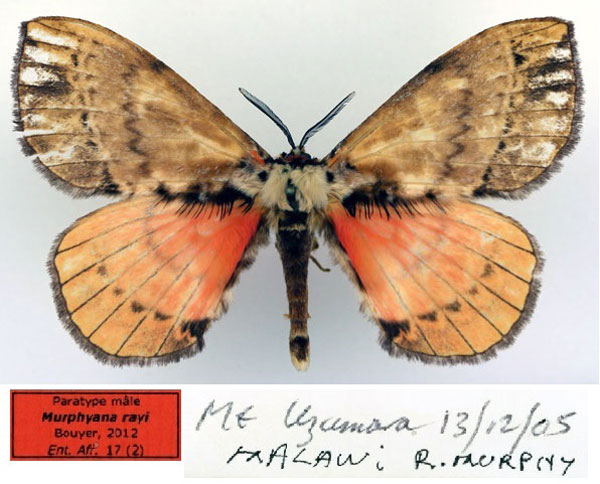 /filer/webapps/moths/media/images/R/rayi_Murphyana_PT_Basquin.jpg