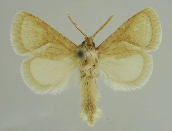 /filer/webapps/moths/media/images/R/raymondrevillii_Lukeniana_AM_MfN_01.jpg