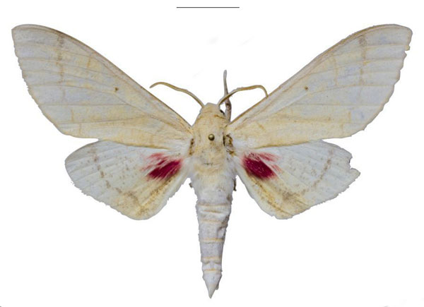 /filer/webapps/moths/media/images/R/raymurphyi_Neoclanis_HT_EMEMa.jpg