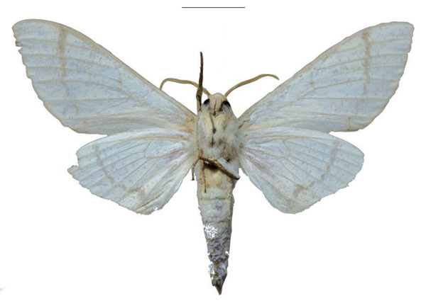 /filer/webapps/moths/media/images/R/raymurphyi_Neoclanis_HT_EMEMb.jpg