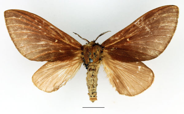 /filer/webapps/moths/media/images/R/rea_Harpandrya_AF_Basquin_01.jpg
