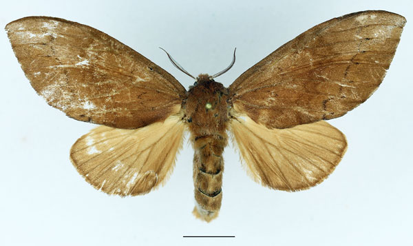 /filer/webapps/moths/media/images/R/rea_Harpandrya_AF_Basquin_02.jpg
