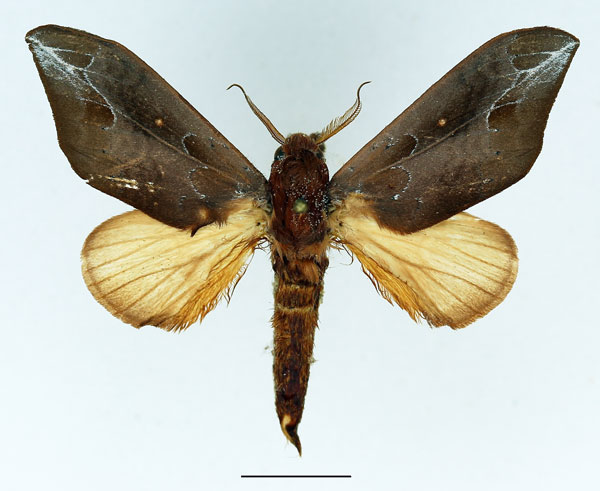 /filer/webapps/moths/media/images/R/rea_Harpandrya_AM_Basquin_02.jpg