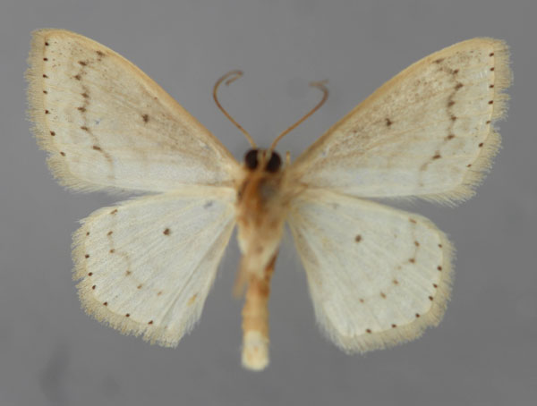 /filer/webapps/moths/media/images/R/rebaptisa_Scopula_HT_ZSM_02.jpg