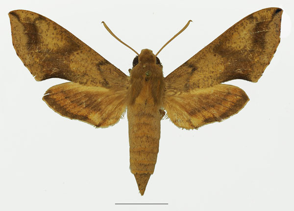 /filer/webapps/moths/media/images/R/rebeli_Hippotion_AF_Basquin_01a.jpg