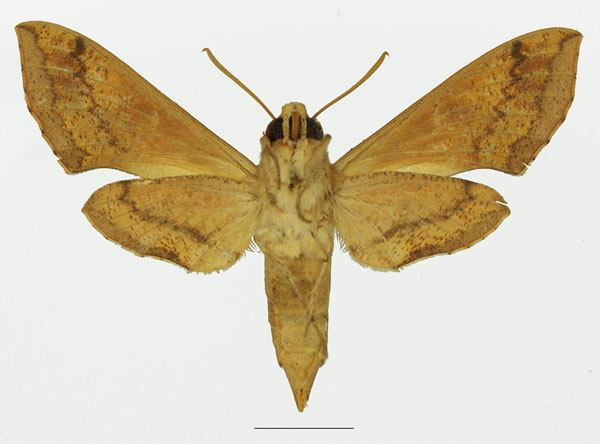 /filer/webapps/moths/media/images/R/rebeli_Hippotion_AF_Basquin_01b.jpg