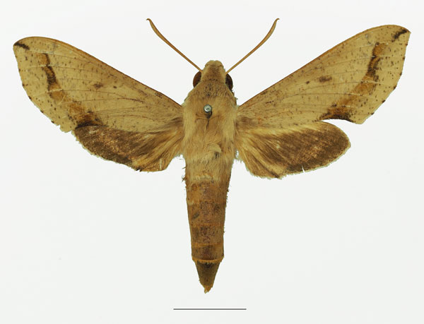 /filer/webapps/moths/media/images/R/rebeli_Hippotion_AF_Basquin_02a.jpg