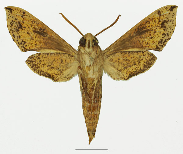 /filer/webapps/moths/media/images/R/rebeli_Hippotion_AM_Basquinb.jpg