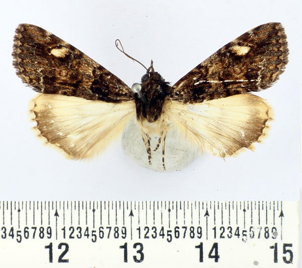 /filer/webapps/moths/media/images/R/recchiai_Ulotrichopus_AM_BMNH.jpg