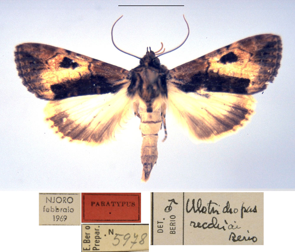 /filer/webapps/moths/media/images/R/recchiai_Ulotrichopus_PT_MSNM.jpg