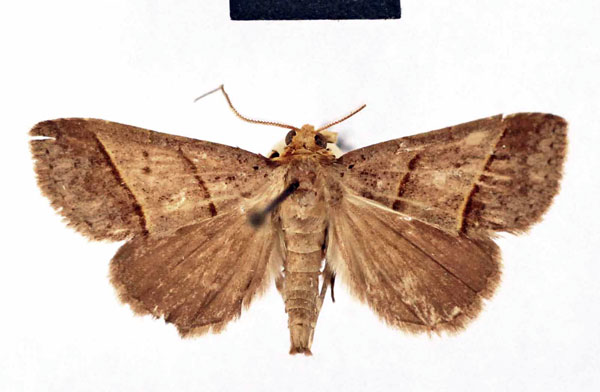 /filer/webapps/moths/media/images/R/recens_Biregula_HT_SNMF.jpg